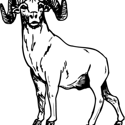 RAM009 Thumbnail