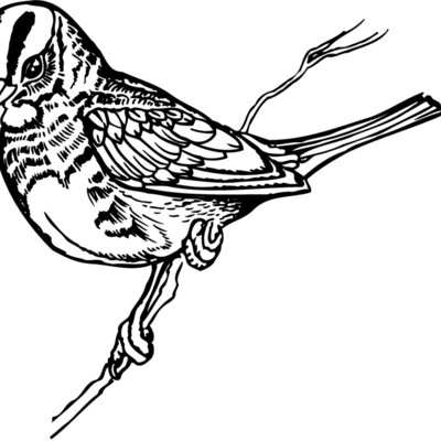 BIRD031 Thumbnail
