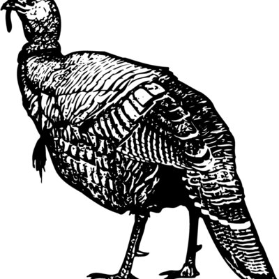 BIRD059 Thumbnail
