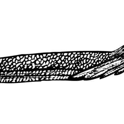 BIRD062 Thumbnail