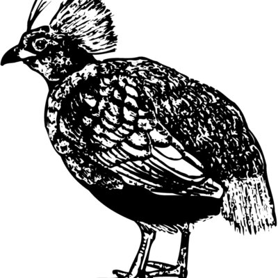 BIRD070 Thumbnail