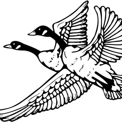 BIRD077 Thumbnail