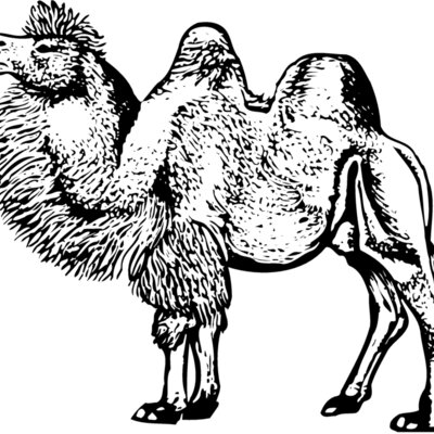 CAMEL003 Thumbnail