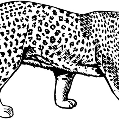 LEOPARD1 Thumbnail