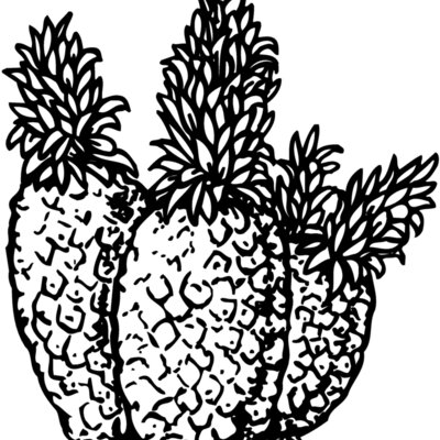 FRUIT039 Thumbnail