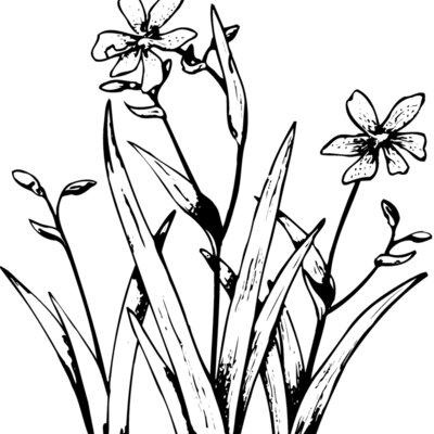FLOWER19 Thumbnail