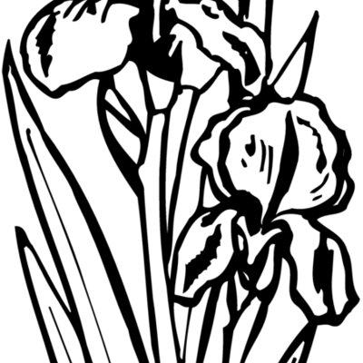 FLOWER20 Thumbnail