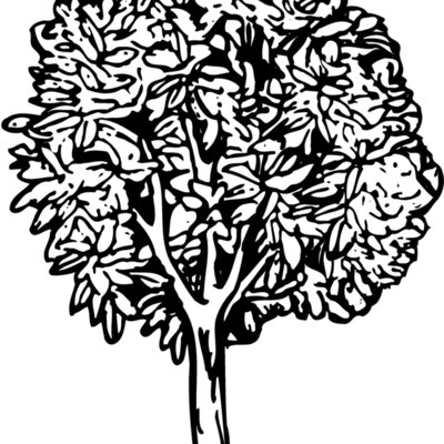 TREE0014 Thumbnail