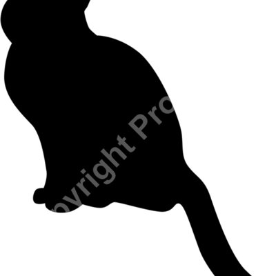 cat 2 Thumbnail