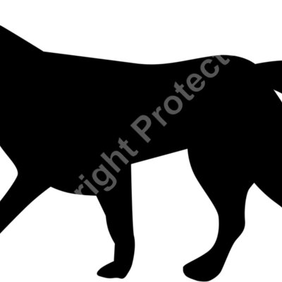 dog 8 Thumbnail