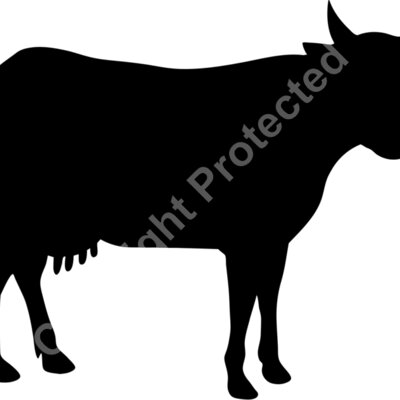 cow Thumbnail