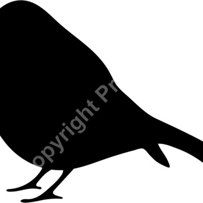 bird Thumbnail