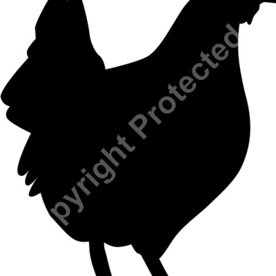 chicken Thumbnail