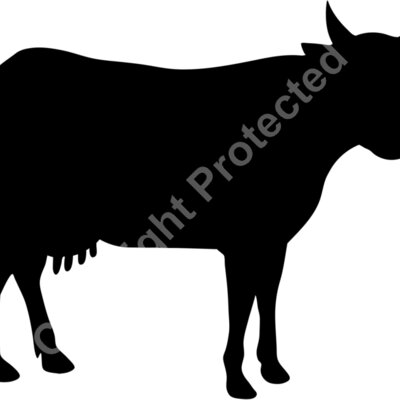 cow Thumbnail