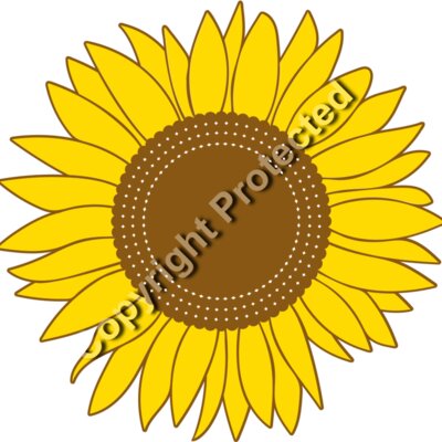 sunflowers B  1  Thumbnail