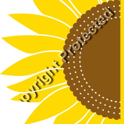 sunflowers B  3  Thumbnail