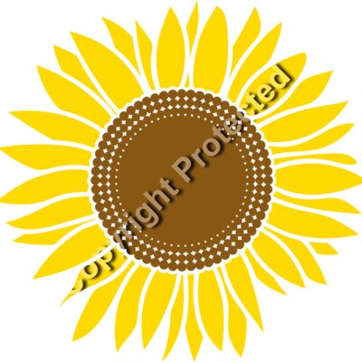 sunflower A Thumbnail