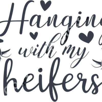 hanging heifers 01 Thumbnail